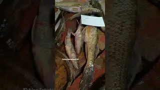 Fresh Bele Fish #fishing #shorts