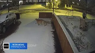 Cougar hit, killed on I-394 after recent sightings in Minneapolis