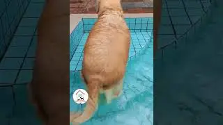 LOL, Dogs Are So Cute Funny Latest Funny Dog Shorts Videos 🐶😁😂 -EPS644