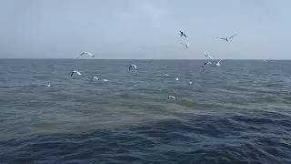 On The Way  Of Saint-Martin(Slow Motion) Amazing Birds