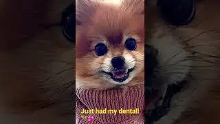 Doggie Dental🐾🐕🎀#dog #health#dentalhygiene#doggiedental#dentalmakeover#smile#cute#trending#shorts