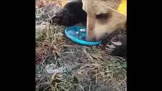 Медвежонок Вася  Bear Vasya Школа Дом Волка  The School House Of The Wolf