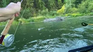Lucky to Land This One - BIG Montana Cutthroat Trout (Fly Fishing for Trout)