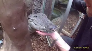 Petting and feeding a friendly crocodile called Rambo