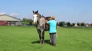 Larry - 16.3HH Percheron/Quarter Horse Cross