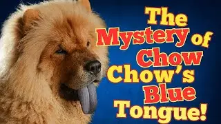 More Than Just a Color: What&rsquo;s Behind the Chow Chow&rsquo;s Blue Tongue