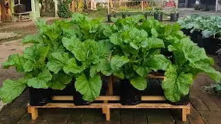 cara menanam sawi pahit di polybag super besar || how to plant bitter mustard greens in polybags