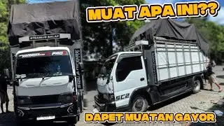 INI YANG KALIAN TUNGGU‼️ UDAH LAMA TRUK SC 02 GAK MUAT GAYOR 