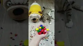 Funny Cats Vasj and Barsik ❤ Marbles 🔴 Reverse video