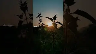 Nature Whatsapp status 💚 Green 4k Video nature #shorts #naturestatus #naturephotography