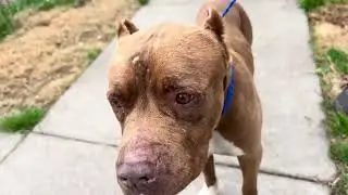 A2057629 male Staffie and A2055112 Christian temp test