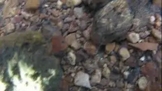 Upon Finding a Banded Sculpin