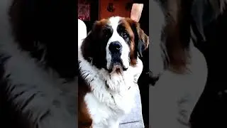 #stbernard #dog #cat #cute #animals #pets #cuteanimals #funny #puppy #music #cutecat