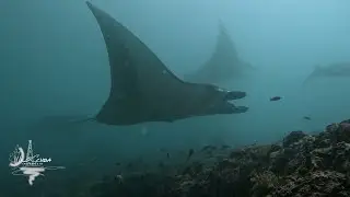 More & More Mantas Showing Up Every Trip!!!