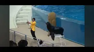 Yokohama sea paradise attraction #viralshots #viral #aquasports #funny #event 🐬😀😀💦💦
