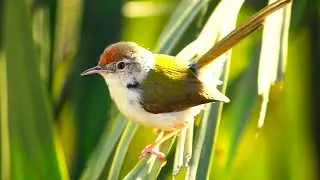 Cute Common Tailorbird | Green Bird | Close Up!💚
