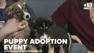 Puppy adoption event: Find your fur-ever friend this Saturday in Topsham