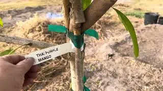 Planted Thai purple mango (Nam Doc Mai) fruit trees close to home