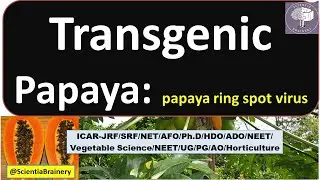 Transgenic Papaya/ papaya ring spot virus/#GMOs #horticulture