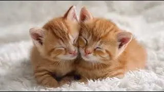 Playlist(cat purring) - Adorable Kittens Snuggling! 🐾💤