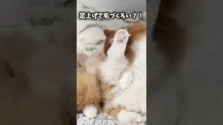 そんな体勢で毛づくろい？！ #cat #おかかときなこの暮らし #仲良し #足上げ #猫 #बिल्ली