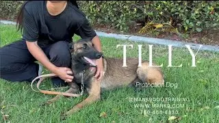Tilly -Belgian Malinois, Trained Protection Dog For Sale ~ Man-K9