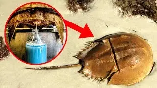 Most EXPENSIVE Liquids In The World!