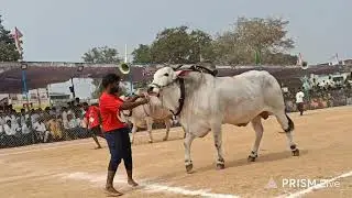రెంటచింతల సీనియర్స్ 4వ..మార్తల చంద్ర ఓబుల్ రెడ్డి,చౌటపల్లె ,YSR జిల్లా(🐅 దుబ్బన్న & కారంజయ 🐅)...