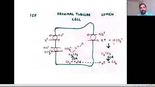 Renal Regulation of Acid Base Balance|Dr Ahammed Naseem VH|