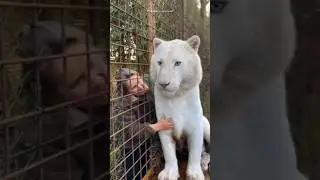 A Spoiled White Tiger 🐯 Raised with Love ❤️ #animals #animallife #tiger #wildlife #story
