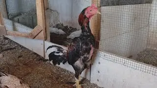 Yaşlı tavuğun bakımı, eşlenmesi nasıl yapılır #hinthoroz 