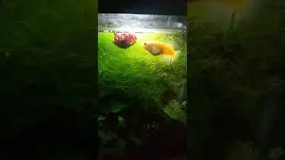 Globetta Enjoys A Bloodworm #Shorts