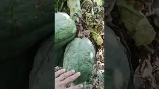 Papaya Leaf Curl Virus (PLCV) &ndash; Causes, Symptoms & Control #farming #papayafarming #subhanagrivlogs
