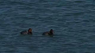 North American Redhead ducks move about before diving on a cold northern USA lake