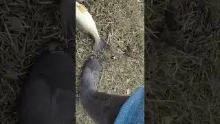 Throwing a rage tail black and blue worm on a Texas rig