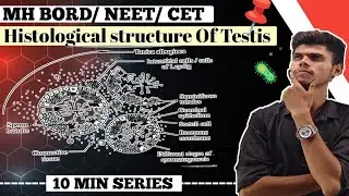 Histological Structure of Testis | Class 12 Biology | NEET & Board Exam Preparation