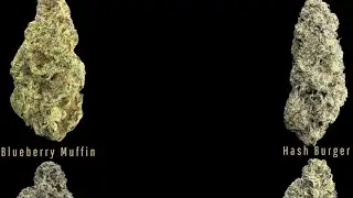 Absolute Lowest Priced Zaza Legal Bulk Wholesale Legal THCA Hemp Flower Pounds Touchdowns & Reviews