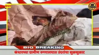 कंधारच्या ग्रामीण रुग्णालयात उंदरांचा सुळसुळट |NANDED #kandhar #himayatnagar #news #nanded