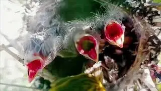 10 PÁJAROS de ESPAÑA que DEBES CONOCER  Nombres, Cantos y Nidos | Cap. 1