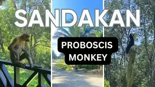 Up Close with Borneo&rsquo;s Proboscis Monkeys | Labuk Bay, Sandakan, Sabah 近距离看婆罗洲长鼻猴｜沙巴山打根拉卜湾保护区