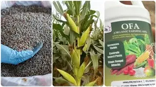 🔴 Best Fertilizer For Higher Maize Yield (Organic Fertilizer or Inorganic Fertilizer)