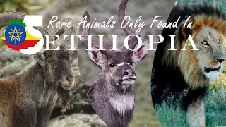 5 Animals Only Found In Ethiopia