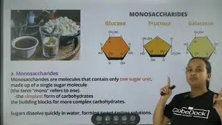Grade 10 Biology unit 3 carbohydrates 