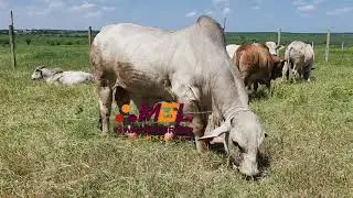 Brahman 1000+ kg Tanzania - ng&rsquo;ombe mwenye zaidi ya kilo 1000.. #kilimo #ufugaji 