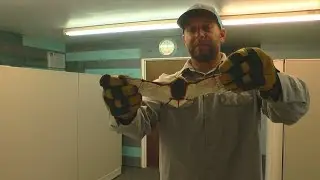Find A Bat In Your Home? Be Careful, It Could Have Rabies