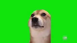 Shiba Inu Dog Dancing To Meme Songs Chroma Key Green Screen Template