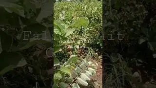 Falsa fruit Garden #viral #fruit #shorts #trending #youtubeshorts #youtube #garden #trendingshorts