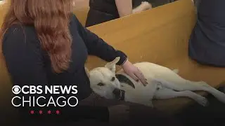Shelter dogs trained by Cook County Jail inmates visit domestic violence courthouse as therapy dogs