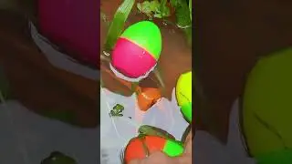 Can You Guess What's Inside The Egg #colorfulfish #egg #short