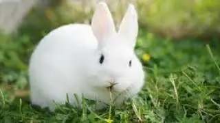 Cute Little Rabbit Eating Some Food | Pet Rabbit | Bunny Rabbit @Pakaseels@Aseels_Trainer